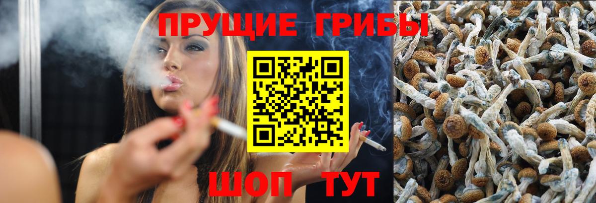 Псилоцибиновые грибы Psilocybine cubensis Сибай
